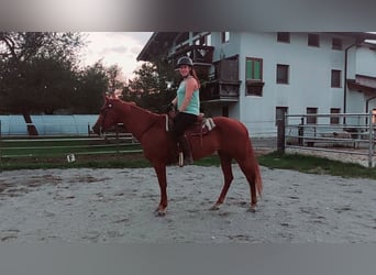 American Quarter Horse, Mare, 5 years, 14,2 hh, Chestnut-Red