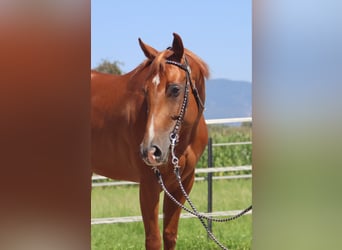 American Quarter Horse, Mare, 5 years, 14,2 hh, Chestnut-Red