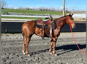 American Quarter Horse, Mare, 5 years, 14.2 hh, Chestnut