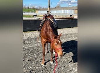 American Quarter Horse, Mare, 5 years, 14.2 hh, Chestnut