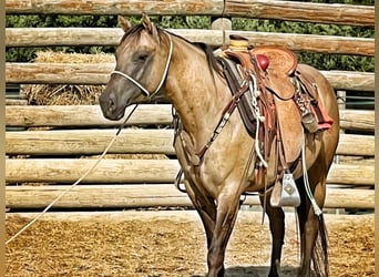 American Quarter Horse, Mare, 5 years, 14.2 hh, Dunalino