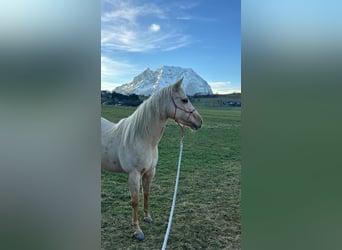 American Quarter Horse, Mare, 5 years, 14,2 hh, Palomino