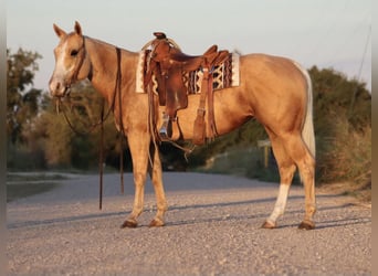 American Quarter Horse, Mare, 5 years, 14,2 hh, Palomino