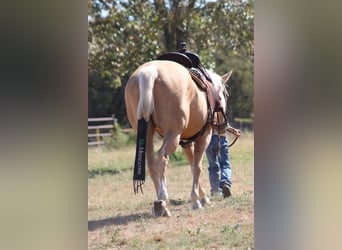 American Quarter Horse, Mare, 5 years, 14,2 hh, Palomino