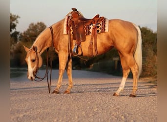 American Quarter Horse, Mare, 5 years, 14,2 hh, Palomino