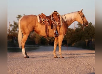 American Quarter Horse, Mare, 5 years, 14,2 hh, Palomino