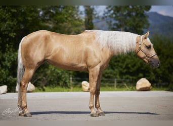 American Quarter Horse, Mare, 5 years, 14.2 hh, Palomino
