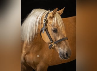 American Quarter Horse, Mare, 5 years, 14.2 hh, Palomino