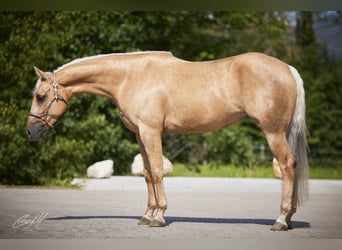 American Quarter Horse, Mare, 5 years, 14.2 hh, Palomino