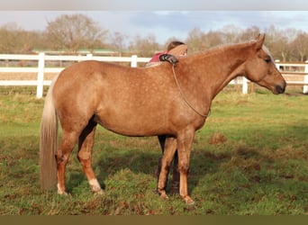 American Quarter Horse Mix, Mare, 5 years, 14,2 hh, Palomino