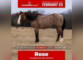 American Quarter Horse, Mare, 5 years, 14.2 hh, Roan-Bay