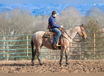 American Quarter Horse, Mare, 5 years, 14.2 hh, Roan-Bay