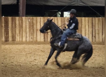 American Quarter Horse, Mare, 5 years, 14.2 hh, Roan-Blue