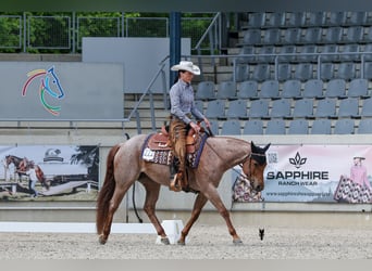 American Quarter Horse, Mare, 5 years, 14.2 hh, Roan-Red