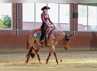 American Quarter Horse, Mare, 5 years, 14.2 hh, Roan-Red