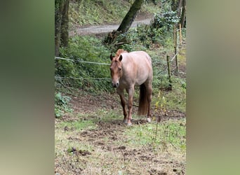 American Quarter Horse, Mare, 5 years, 14.2 hh, Roan-Red