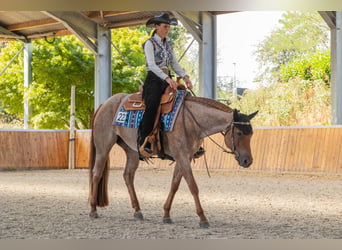 American Quarter Horse, Mare, 5 years, 14.2 hh, Roan-Red