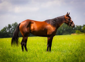 American Quarter Horse, Mare, 5 years, 14.3 hh, Bay