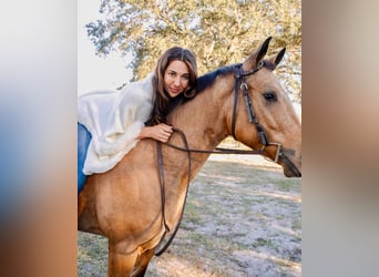 American Quarter Horse, Mare, 5 years, 14,3 hh, Buckskin