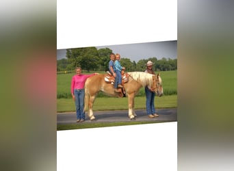 American Quarter Horse, Mare, 5 years, 14.3 hh, Chestnut