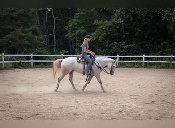 American Quarter Horse, Mare, 5 years, 14.3 hh, Gray