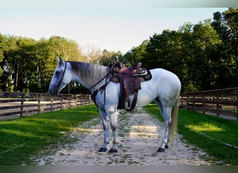 American Quarter Horse, Mare, 5 years, 14.3 hh, Gray