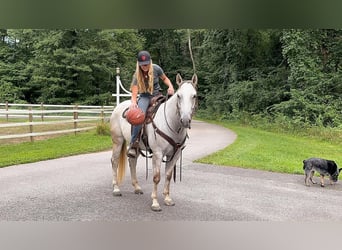American Quarter Horse, Mare, 5 years, 14.3 hh, Gray