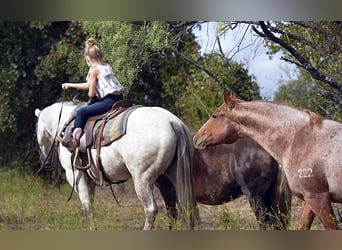 American Quarter Horse, Mare, 5 years, 14.3 hh, Gray