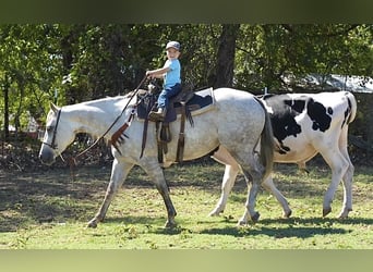 American Quarter Horse, Mare, 5 years, 14.3 hh, Gray