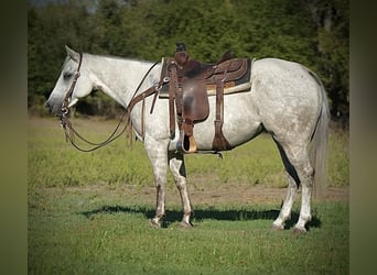 American Quarter Horse, Mare, 5 years, 14.3 hh, Gray