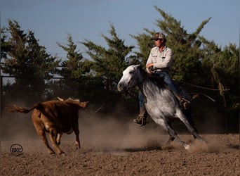 American Quarter Horse, Mare, 5 years, 14.3 hh, Gray