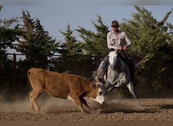 American Quarter Horse, Mare, 5 years, 14.3 hh, Gray