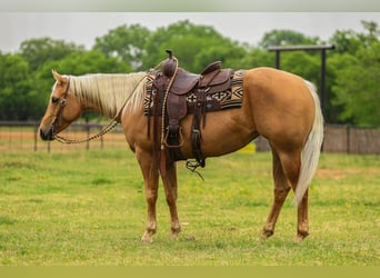 American Quarter Horse, Mare, 5 years, 14.3 hh, Palomino