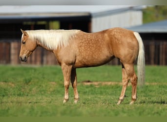 American Quarter Horse, Mare, 5 years, 14.3 hh, Palomino
