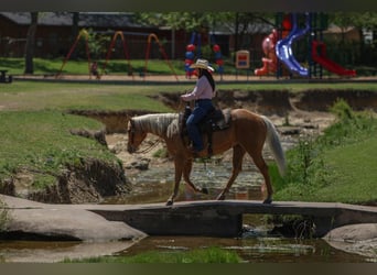 American Quarter Horse, Mare, 5 years, 14.3 hh, Palomino