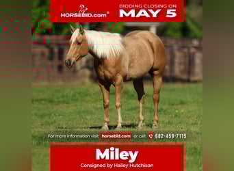 American Quarter Horse, Mare, 5 years, 14.3 hh, Palomino