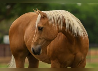 American Quarter Horse, Mare, 5 years, 14.3 hh, Palomino