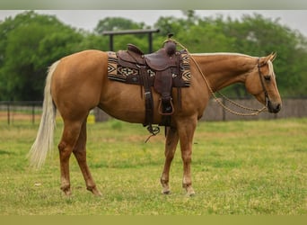 American Quarter Horse, Mare, 5 years, 14.3 hh, Palomino