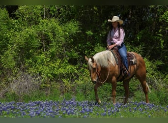 American Quarter Horse, Mare, 5 years, 14.3 hh, Palomino