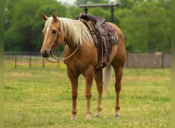American Quarter Horse, Mare, 5 years, 14.3 hh, Palomino