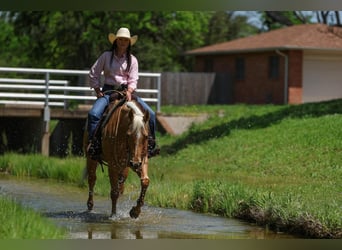 American Quarter Horse, Mare, 5 years, 14.3 hh, Palomino