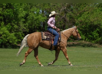 American Quarter Horse, Mare, 5 years, 14.3 hh, Palomino