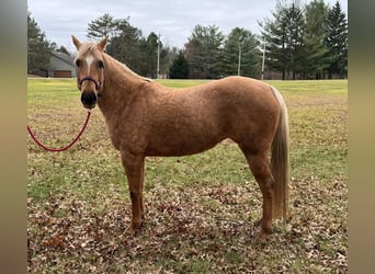 American Quarter Horse, Mare, 5 years, 14,3 hh, Palomino