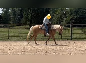 American Quarter Horse, Mare, 5 years, 14,3 hh, Palomino