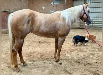 American Quarter Horse, Mare, 5 years, 14,3 hh, Palomino