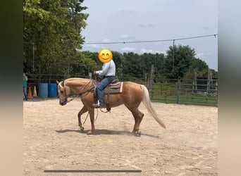 American Quarter Horse, Mare, 5 years, 14,3 hh, Palomino