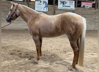 American Quarter Horse, Mare, 5 years, 14,3 hh, Palomino