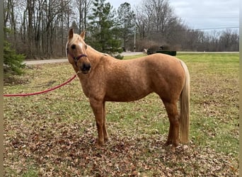 American Quarter Horse, Mare, 5 years, 14,3 hh, Palomino