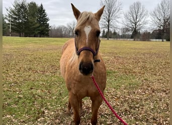 American Quarter Horse, Mare, 5 years, 14,3 hh, Palomino