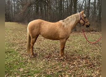 American Quarter Horse, Mare, 5 years, 14,3 hh, Palomino